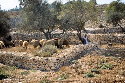 A shepherd's field of Bethlehem; shepherds still graze their flocks today